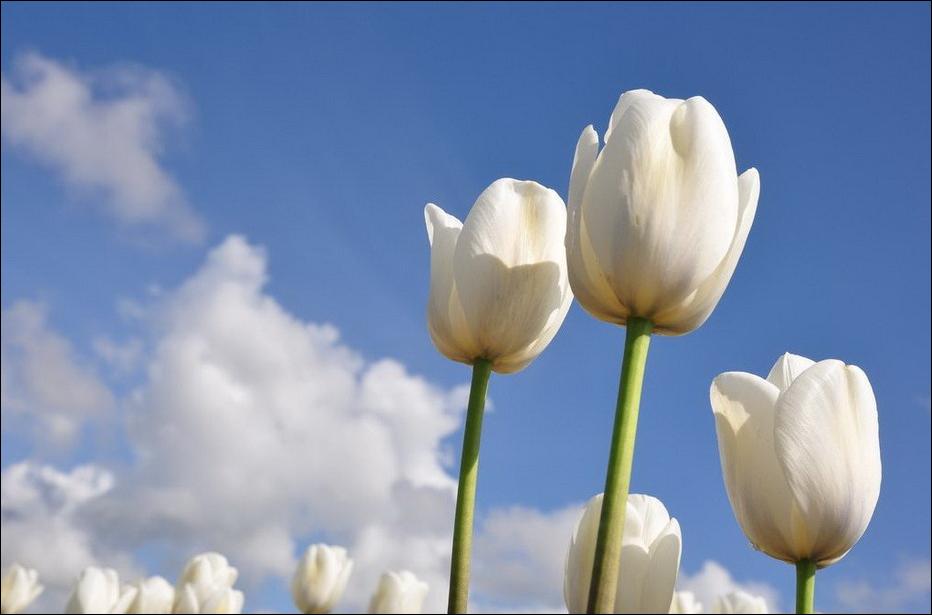  tulips Tulpen Tulipanes tulipani