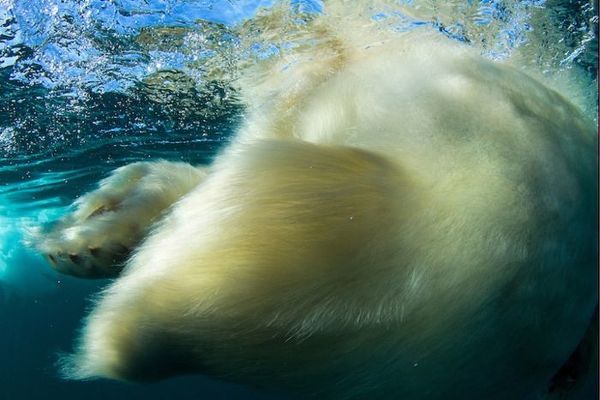   Polar Bears Eisbären Los osos polares