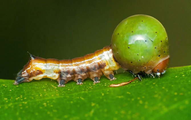     Mimetismo en el mundo de los insectos Mimicry in the insect world Mimikry in der Welt der Insekten