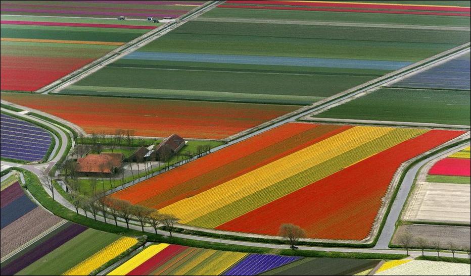  tulips Tulpen Tulipanes tulipani