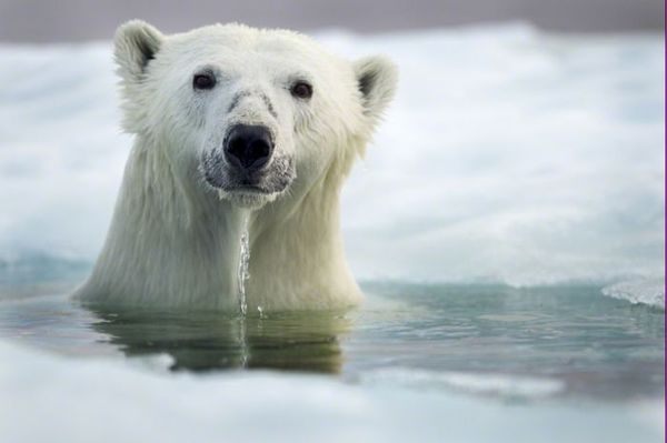   Polar Bears Eisbären Los osos polares