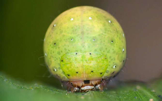     Mimetismo en el mundo de los insectos Mimicry in the insect world Mimikry in der Welt der Insekten