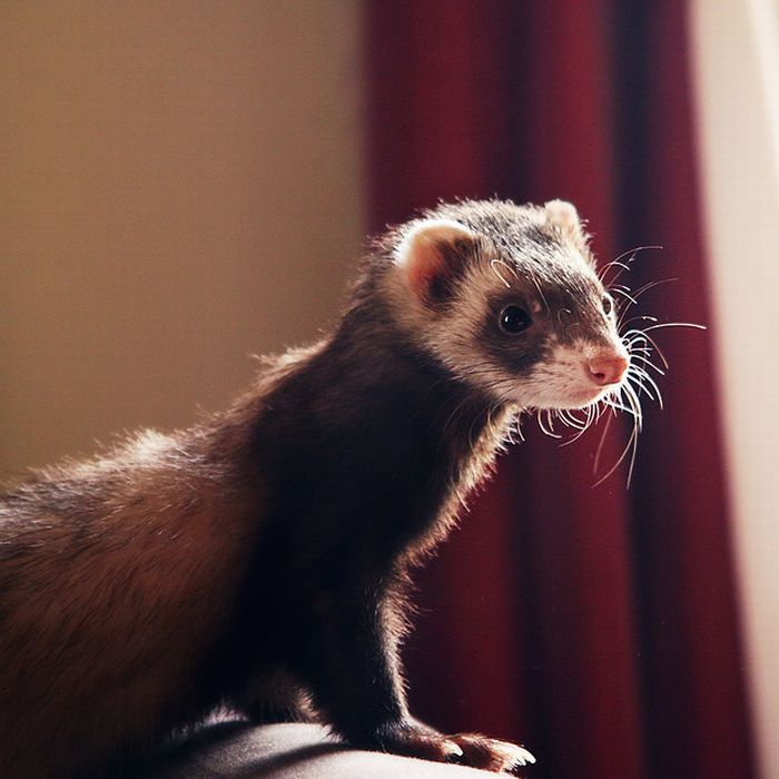   ferrets Furetti Hurones Frettchen