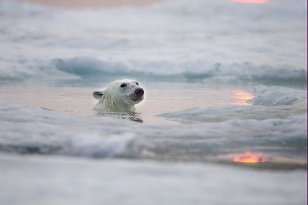   Polar Bears Eisbären Los osos polares