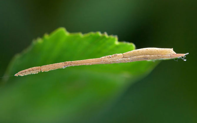     Mimetismo en el mundo de los insectos Mimicry in the insect world Mimikry in der Welt der Insekten