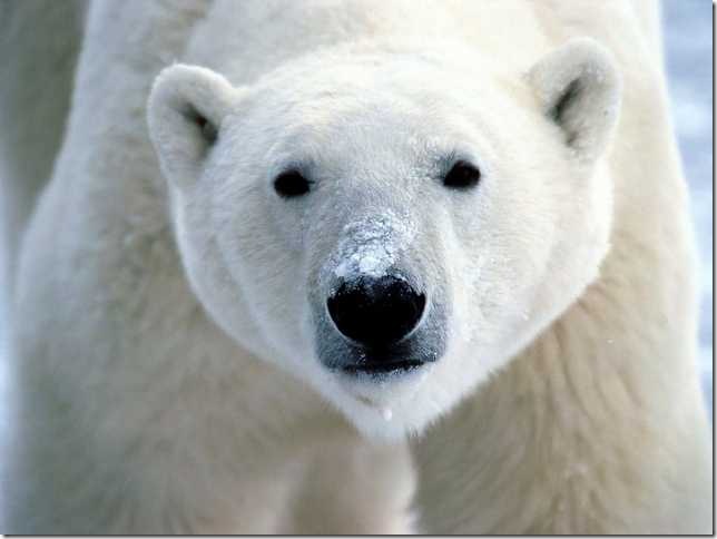    animal white north norte blanco animales animale bianco nord Tier weißen Norden