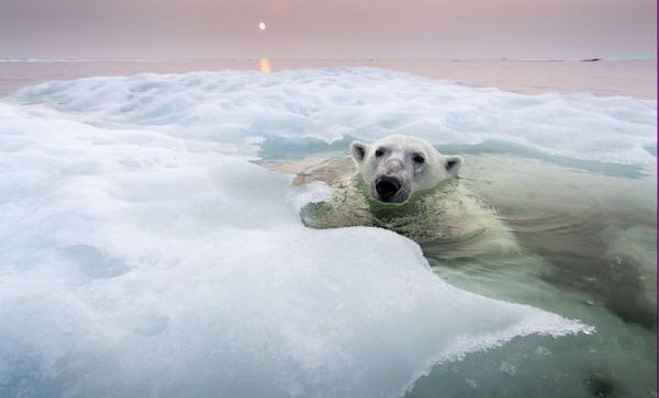   Polar Bears Eisbären Los osos polares