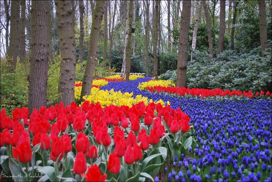  tulips Tulpen Tulipanes tulipani