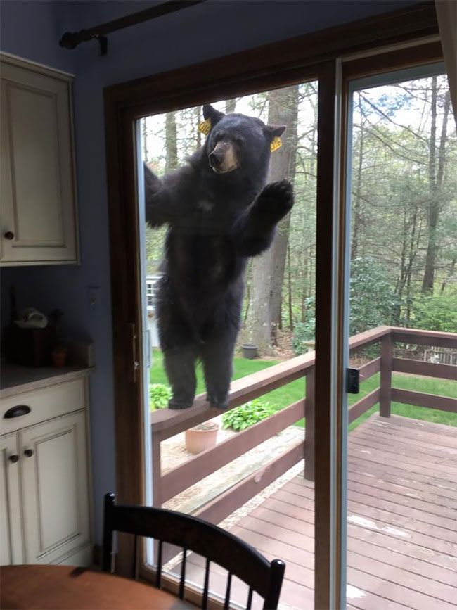медведь попытался проникнуть в дом