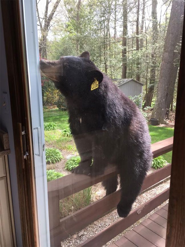 медведь попытался проникнуть в дом
